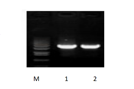 50μl 擴(kuò)增體系，以 50ng 人基因組DNA 為模板，對(duì) 3kb 片段擴(kuò)增結(jié)果。