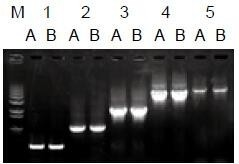 使用普通（A組）及含染料（B組）的2×Taq Master Mix配制的50μl擴增體系，以5ng λDNA為模板， 對500bp～6.0kb片段的擴增結果