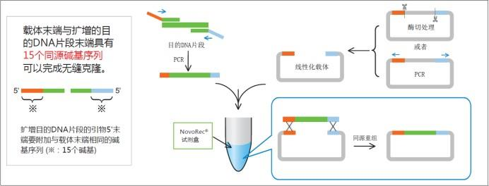 plus One step PCR Cloning Kit反應(yīng)原理