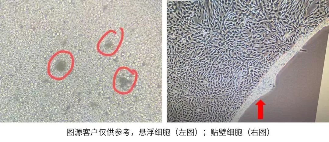 懸浮細(xì)胞和貼壁細(xì)胞