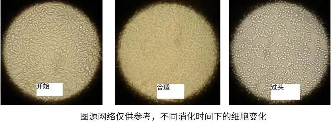 不同消化時(shí)間下的細(xì)胞變化