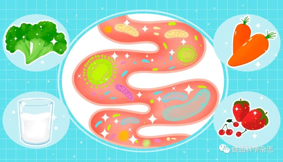 《食品科學(xué)》：廣東省科學(xué)院吳清平院士、謝新強(qiáng)研究員等：功能益生菌對(duì)代謝綜合征的治療作用及其機(jī)制研究進(jìn)展