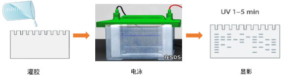 免染SDS-PAGE膠使用過程